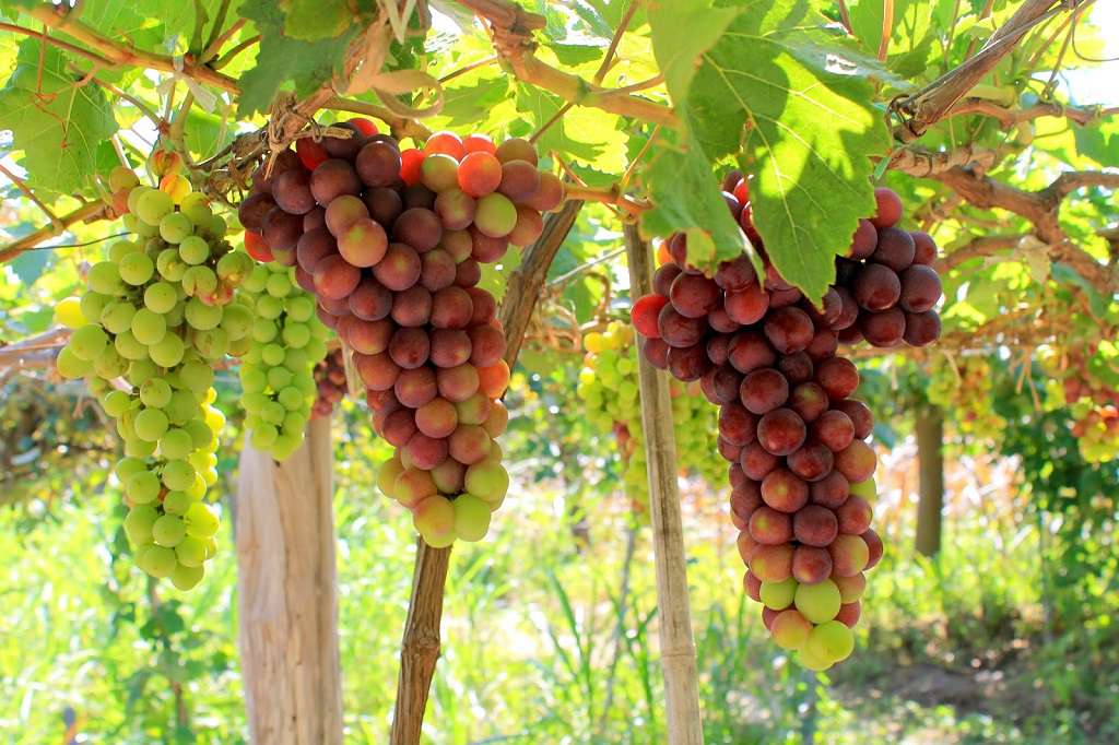 Vườn Nho Ba Mọi Ninh Thuận - Thiên Đường Nho Xanh Phan Rang